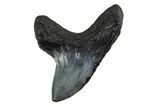 Rare,  Giant Thresher Shark (Alopias) Tooth - South Carolina #160260-1